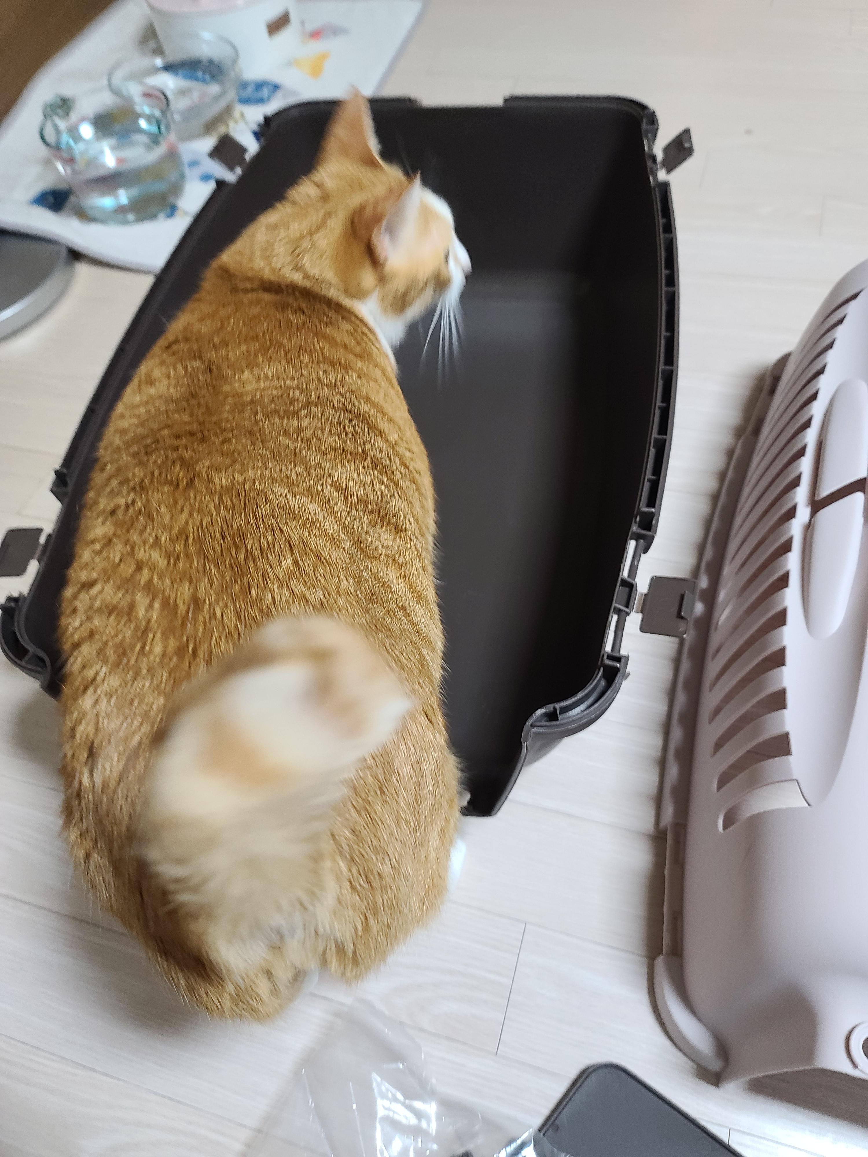 새 이동장이 왔다. 고양이들 총출동!