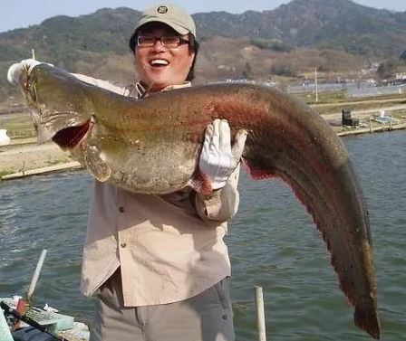 메기