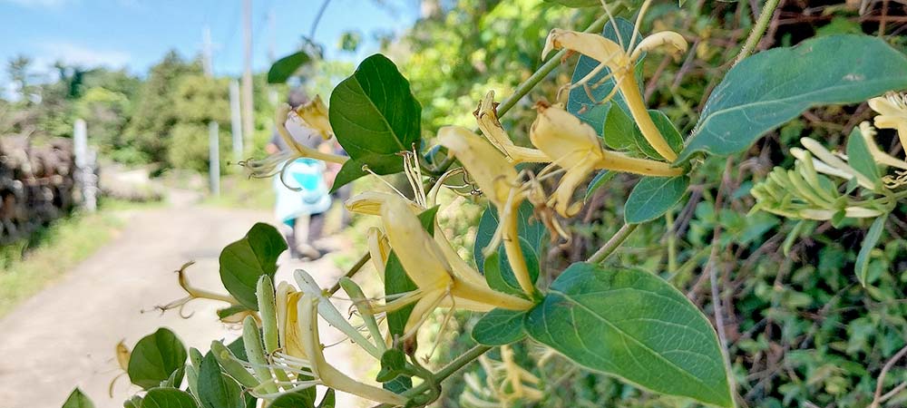 하논오름 인동초