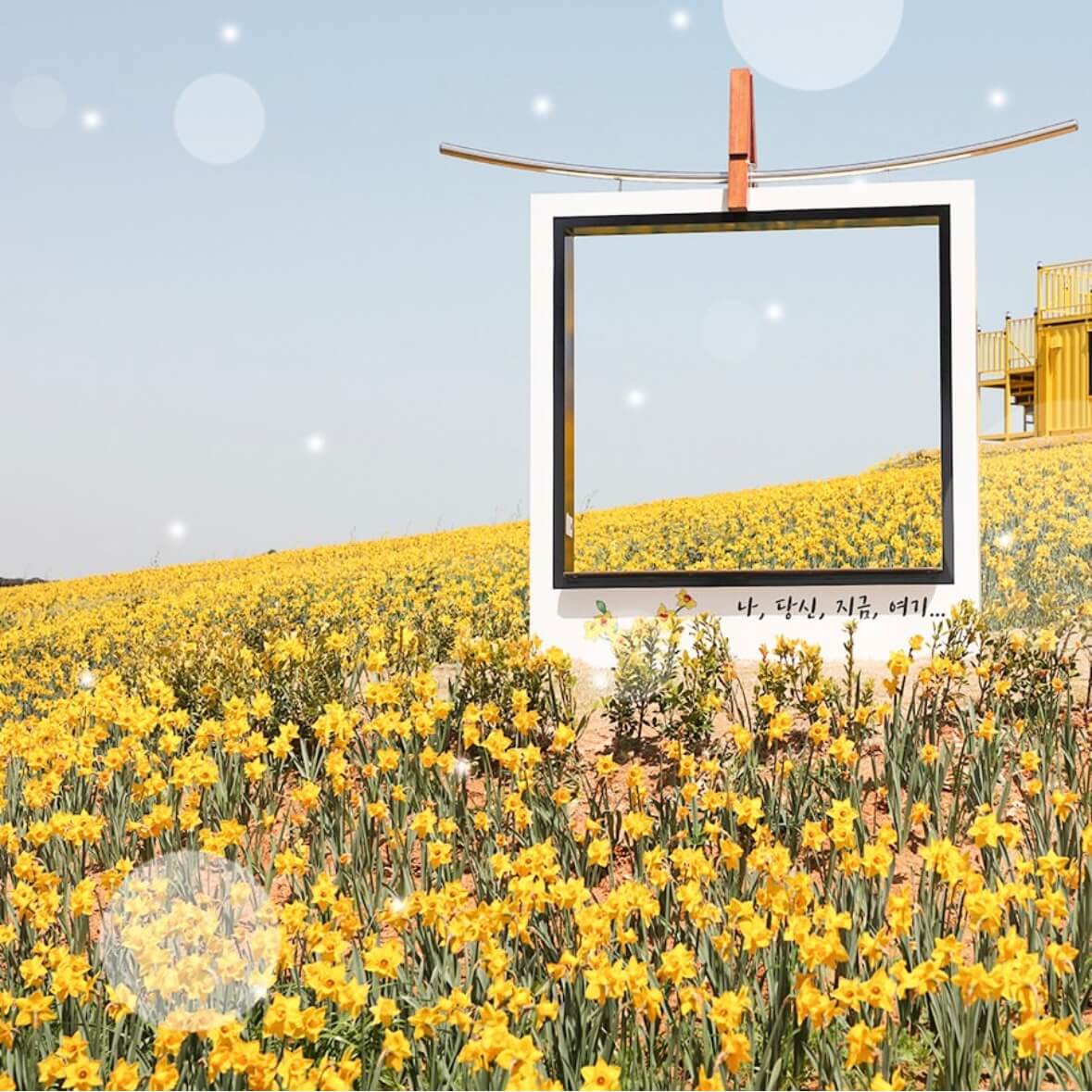 신안 선도 수선화 축제