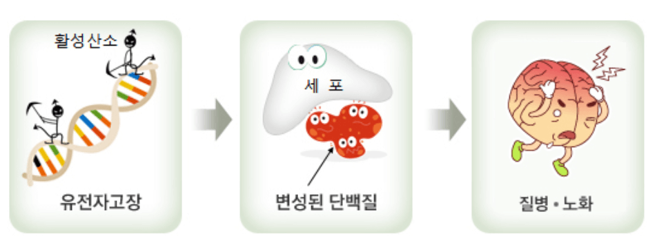 노화의 주범 활성산소