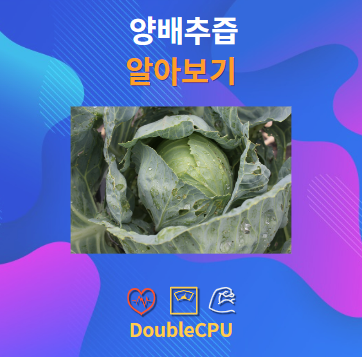 양배추즙 알아보기