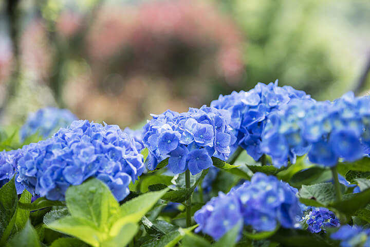 신안섬수국축제