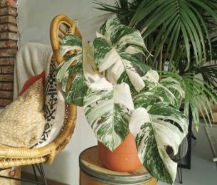 몬스테라 키우기 물주기