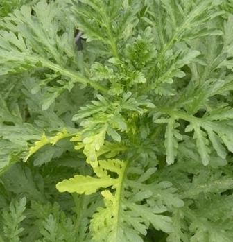 쑥갓의 효능 부작용 고르는법 칼로리 꽃