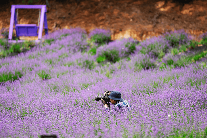 고창 라벤더 축제