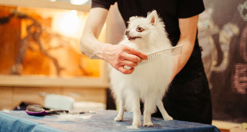 강아지_미용_하는_사진