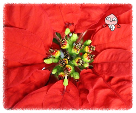 포인세티아꽃 크리스마스 꽃