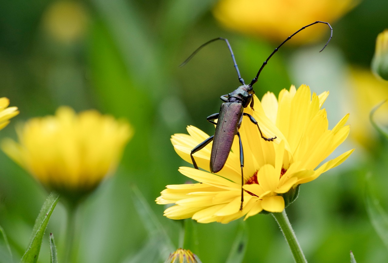 사향 에센셜오일