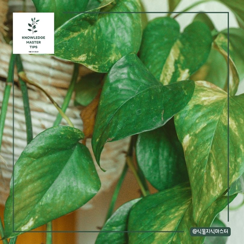 스킨답서스 번식 1