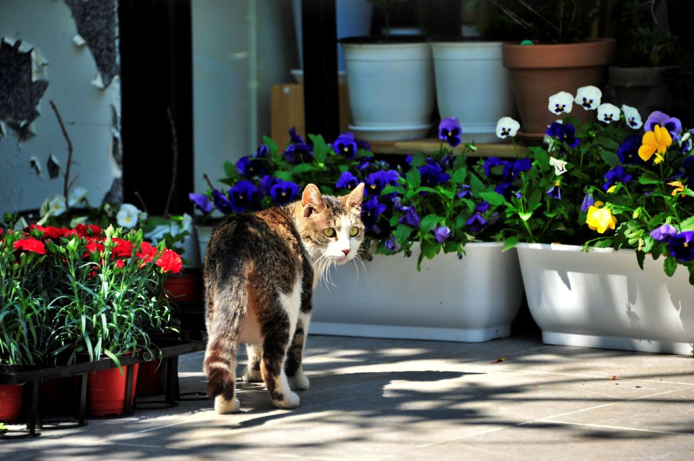 화분과 고양이
