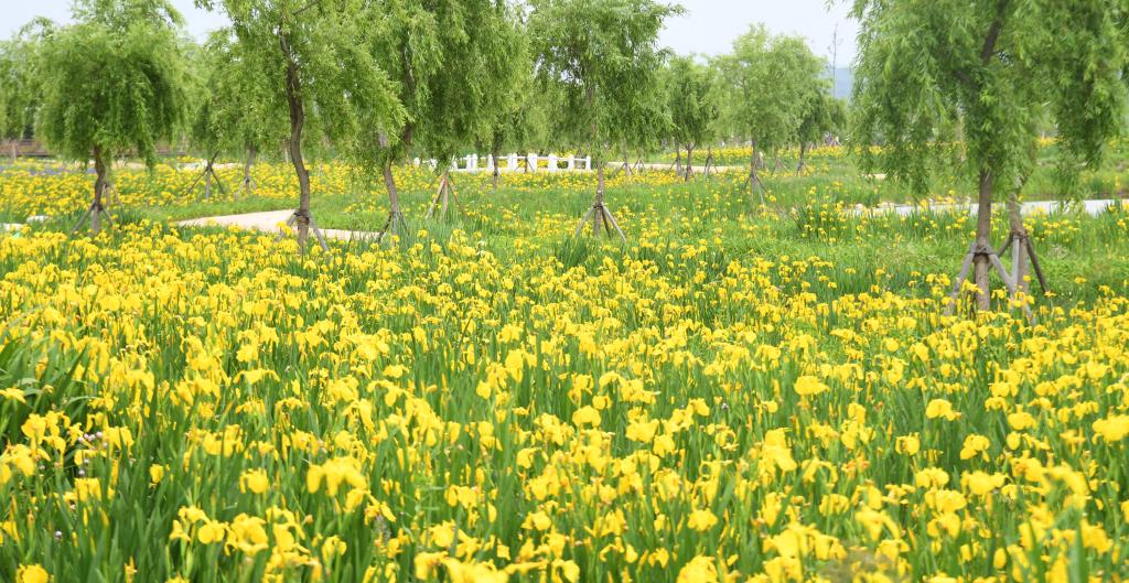 [5월 축제]창포원❘2025 거창에 온 봄 축제, 아리미아꽃축제,거창한 산양삼 축제