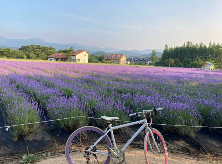 6월에 가기좋은 지역별 국내 행사 및 페스티벌 알아보기