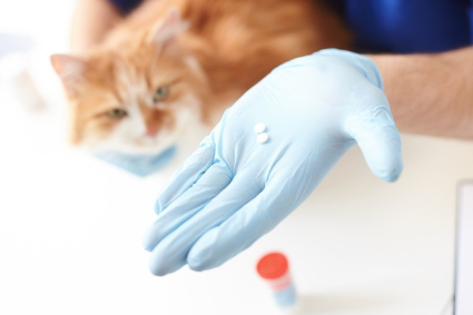 고양이와 알약 사진.