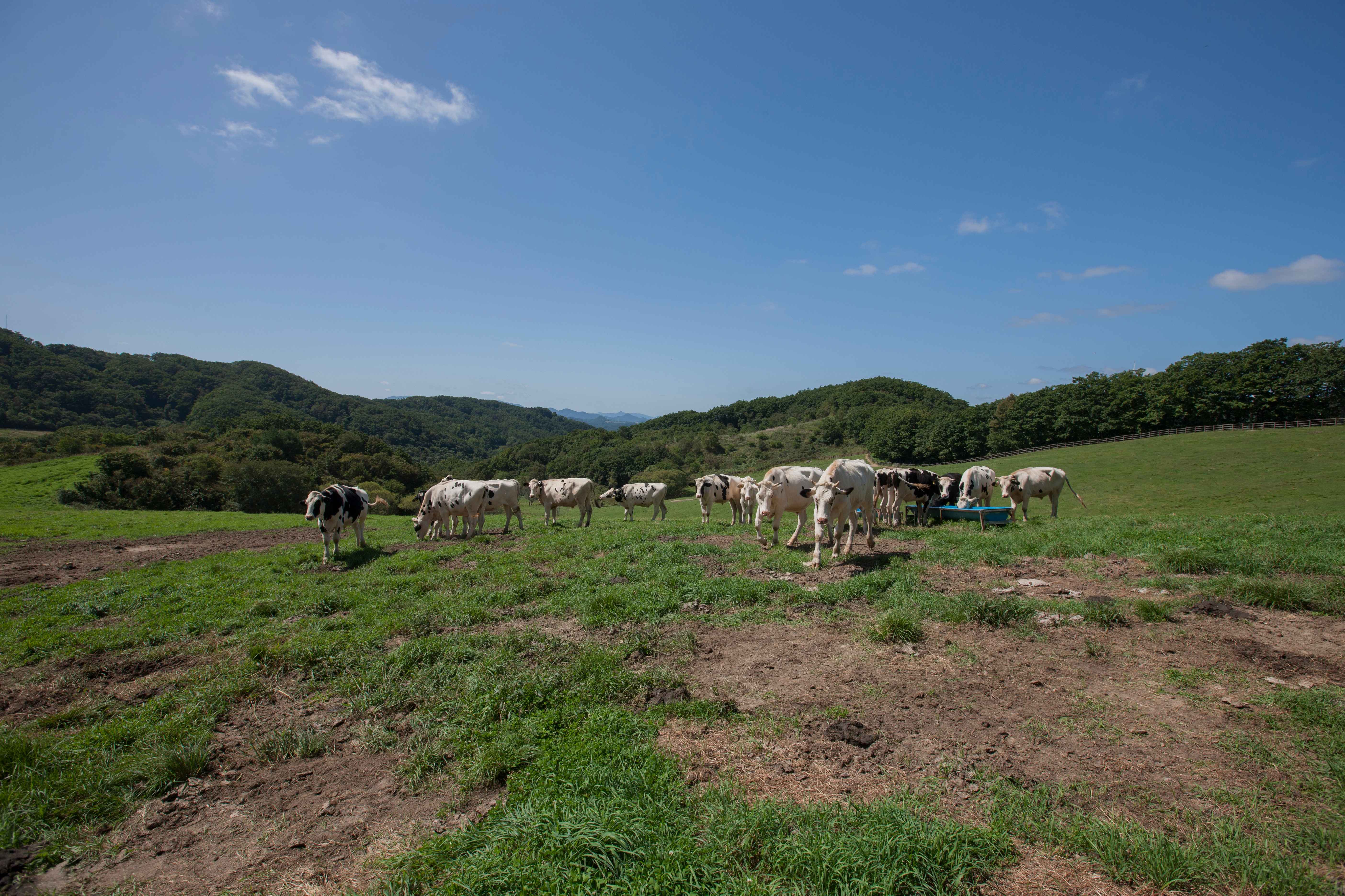 대관령 하늘목장 사진