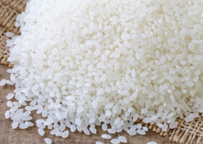 쌀 종류-자포니카