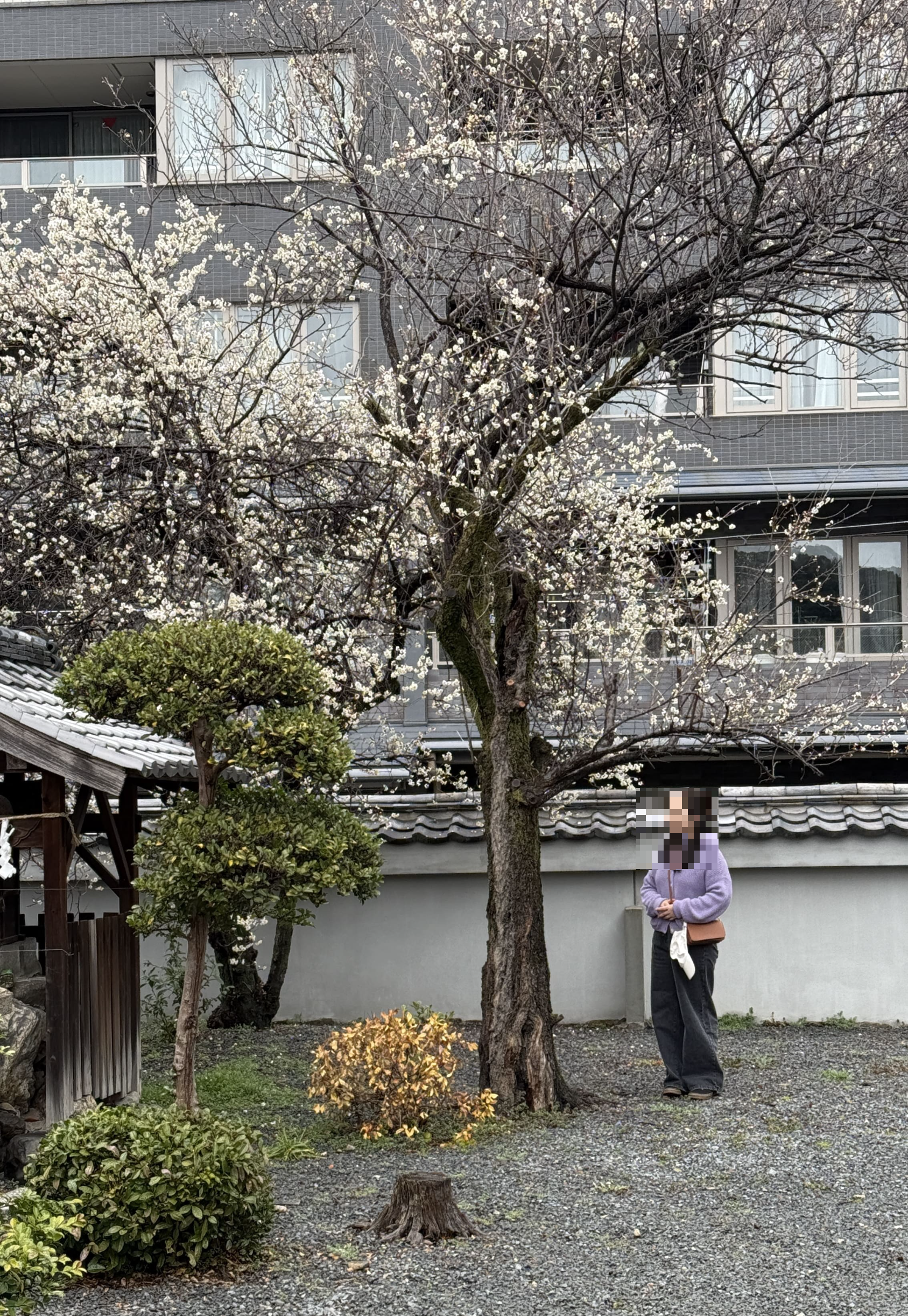 오사카 교토 봄여행