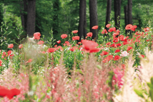 아침고요수목원16