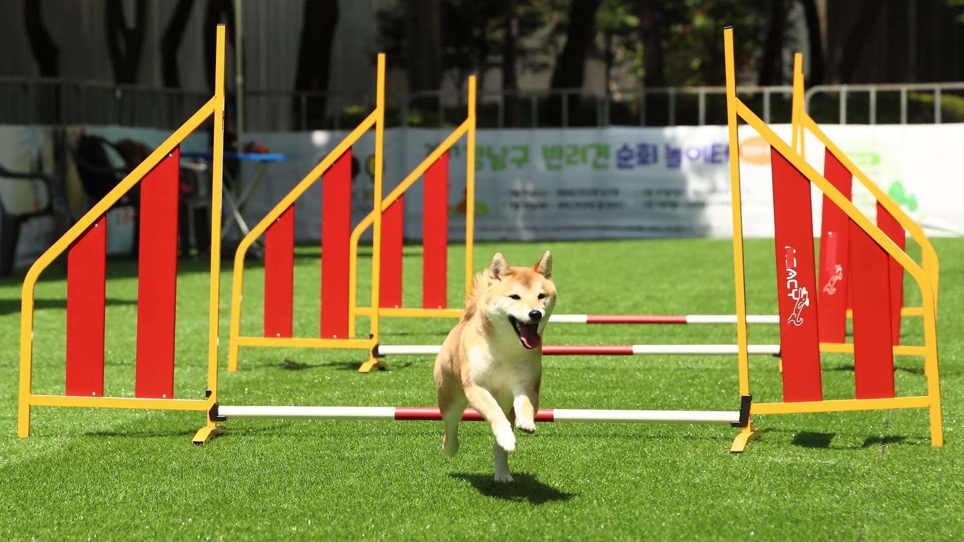 서울·인천·부천 반려동물 놀이터 추천 & 이용 꿀팁