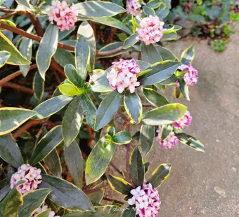 천리향 키우기와 향을 오래 유지하는 방법_8