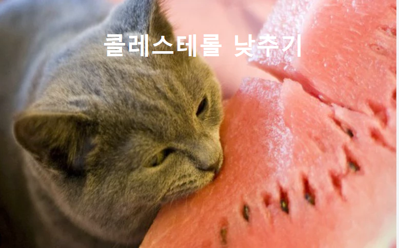 콜레스테롤-낮추기