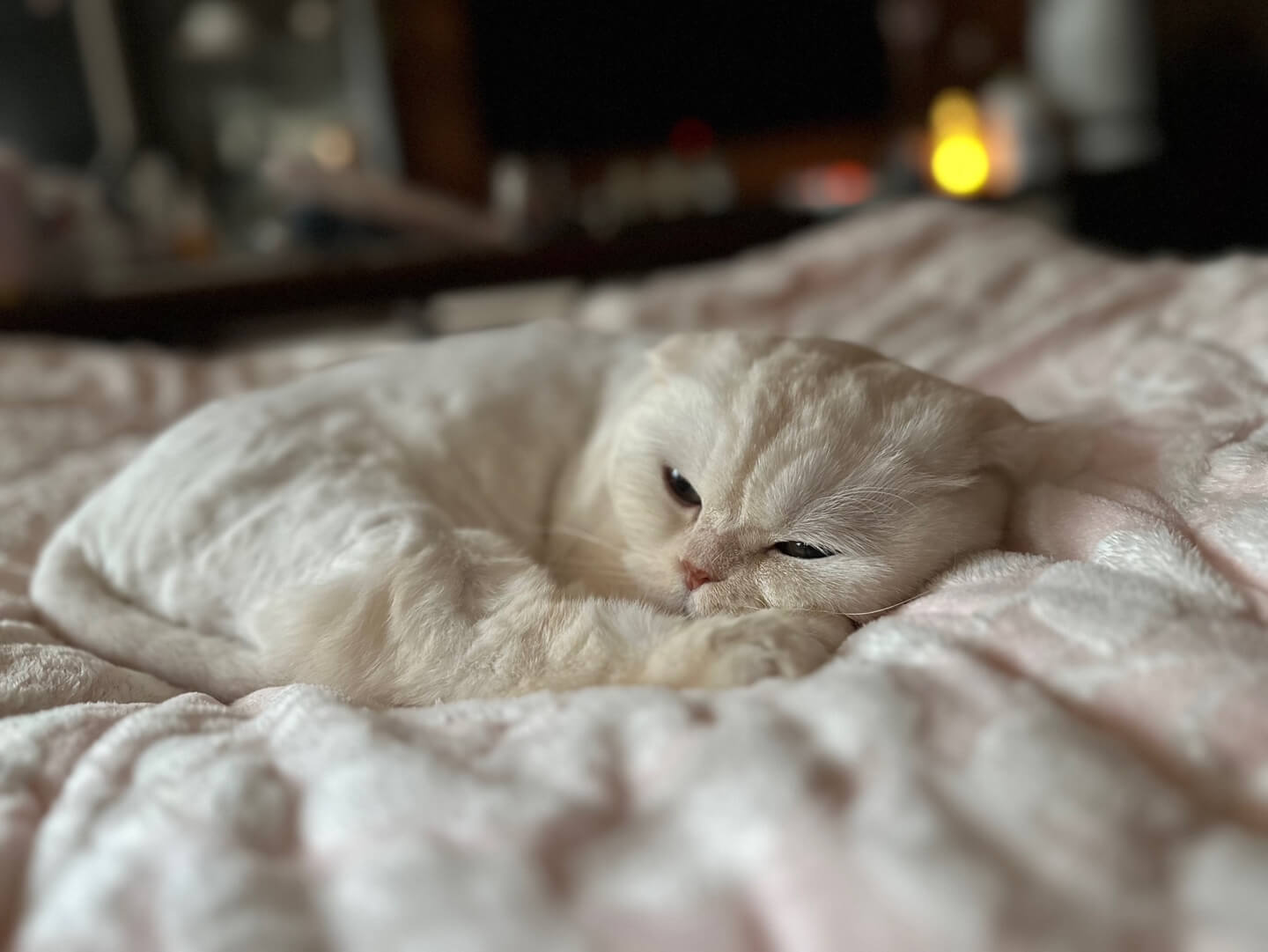 귀여운고양이
