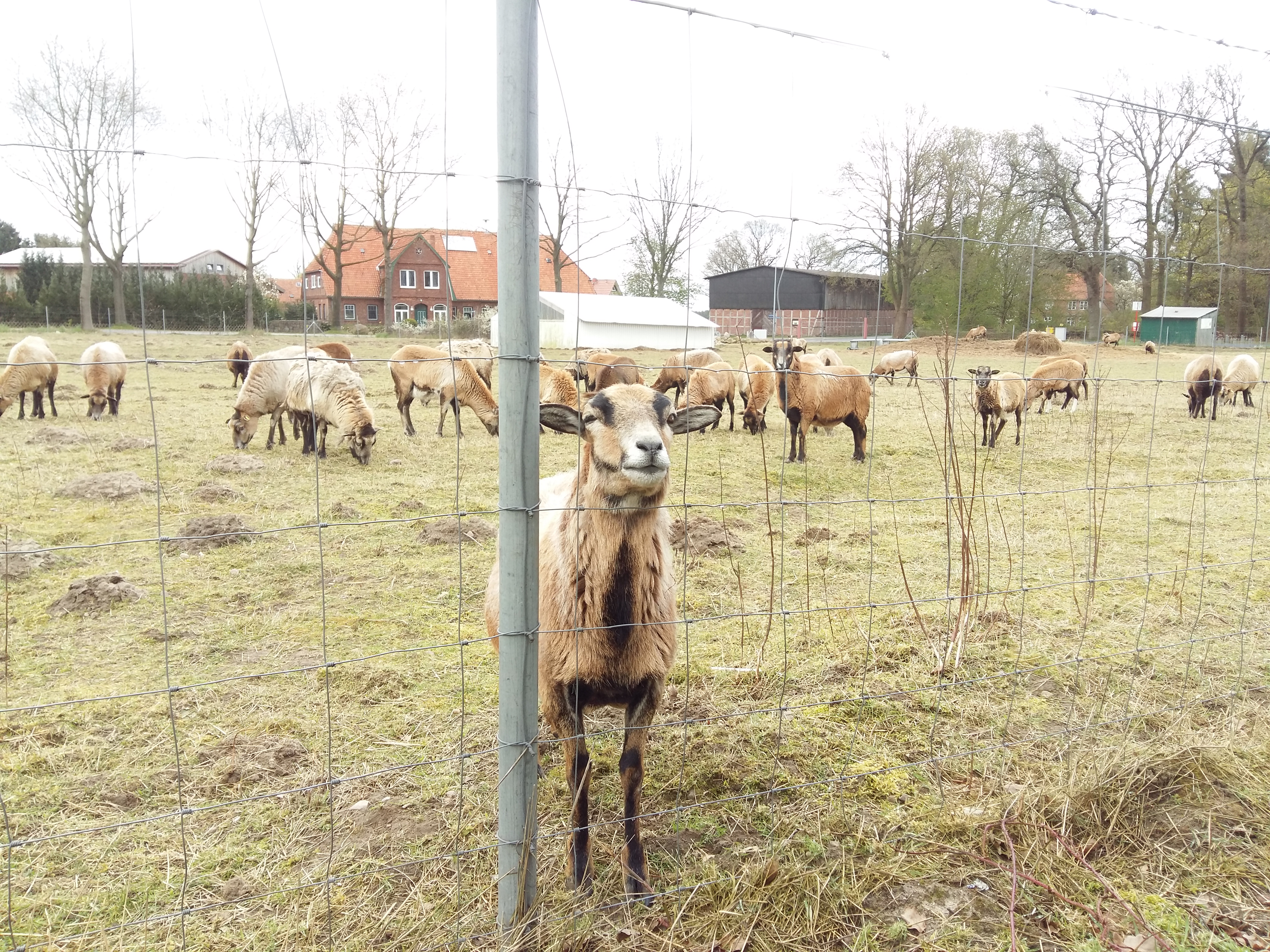독일 뤼네부르크 헤더 근처 농장
