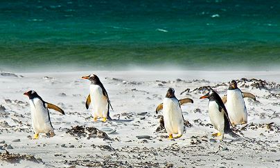 세계 펭귄의 날