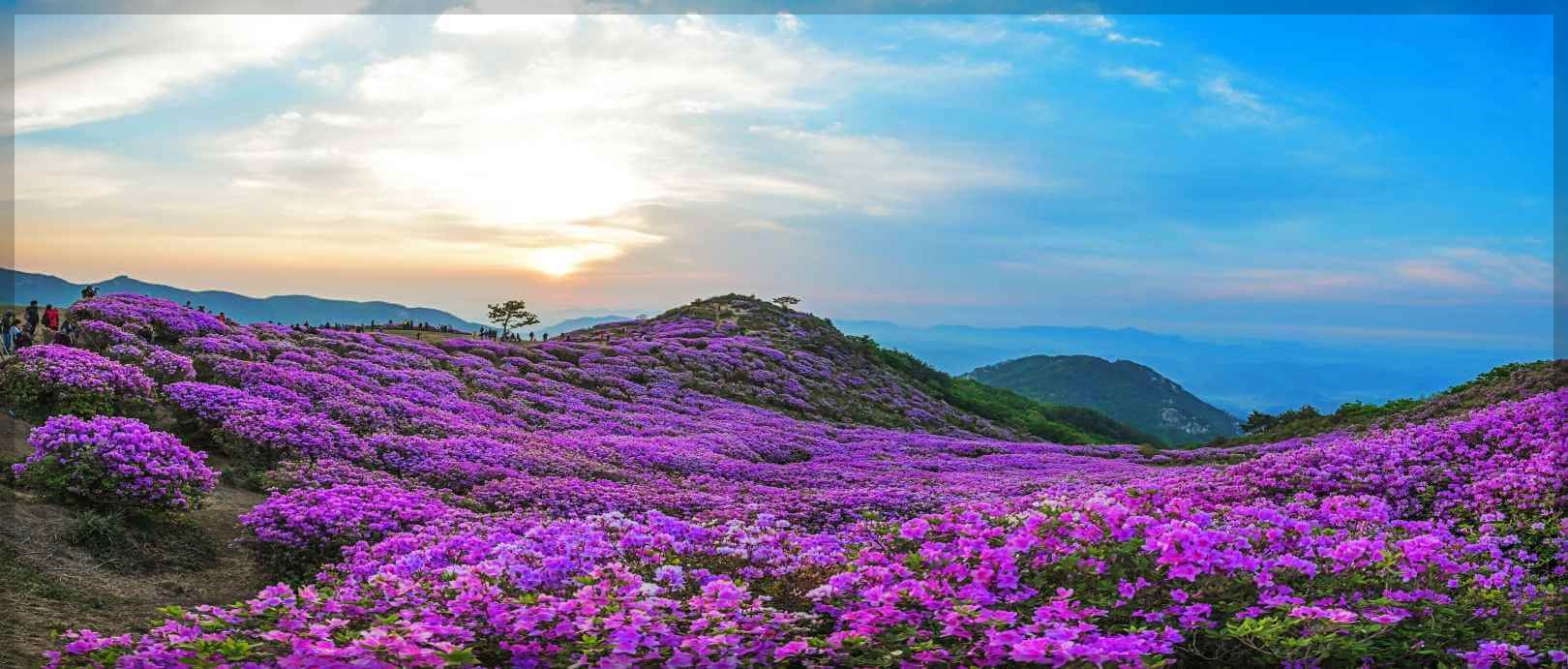 황매산 철쭉 축제 일정 주차장 실시간 개화 상황 추천 코스(총정리)