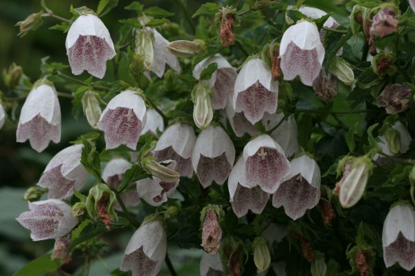 종꽃, 캄파눌라