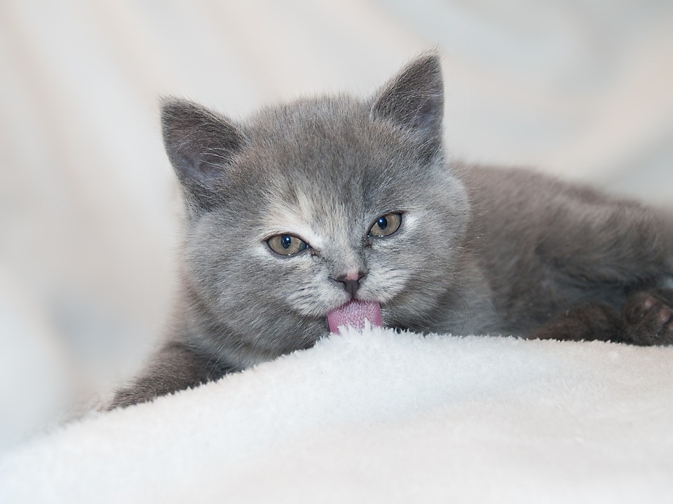 고양이 냥이 승냥이 댕댕이집사