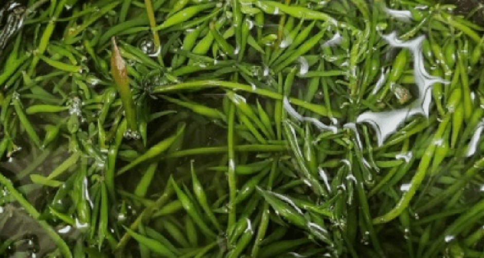 톳 효능으로 요리 하기 전 톳을 씻고 있다