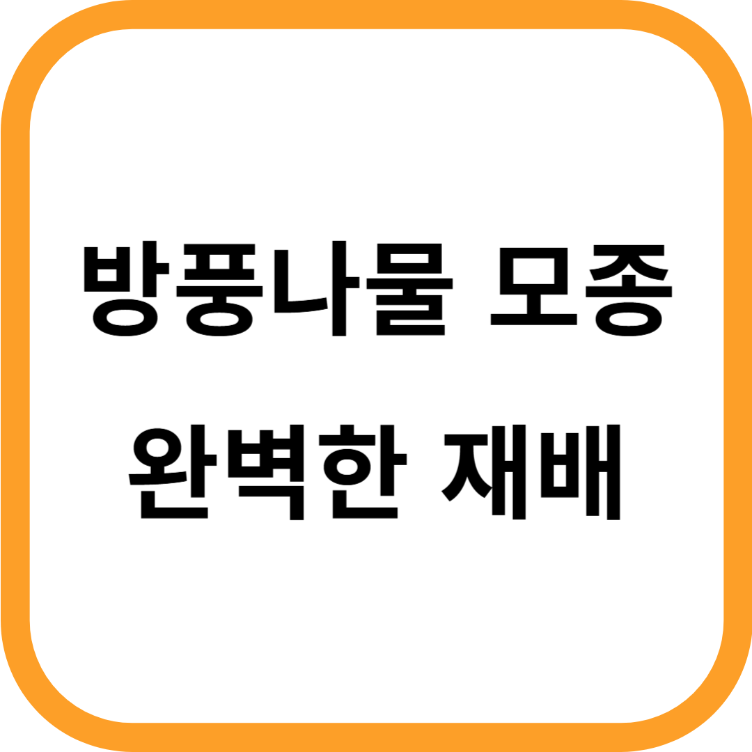 방풍나물 모종