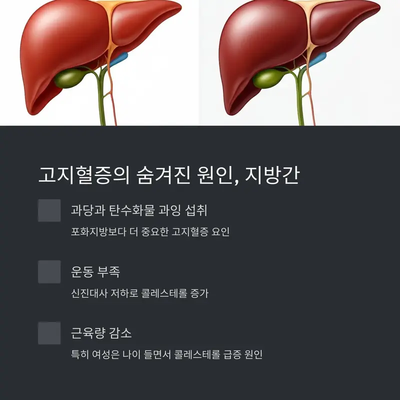 고지혈증의 주요 원인인 지방간을 설명하는 간 일러스트