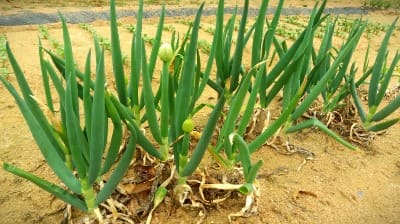 대파재배-월동대파-생장모습