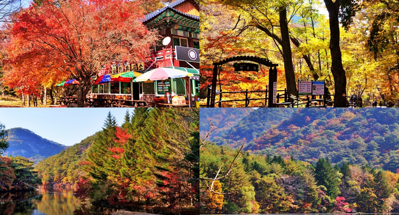 속리산 단풍 절정시기