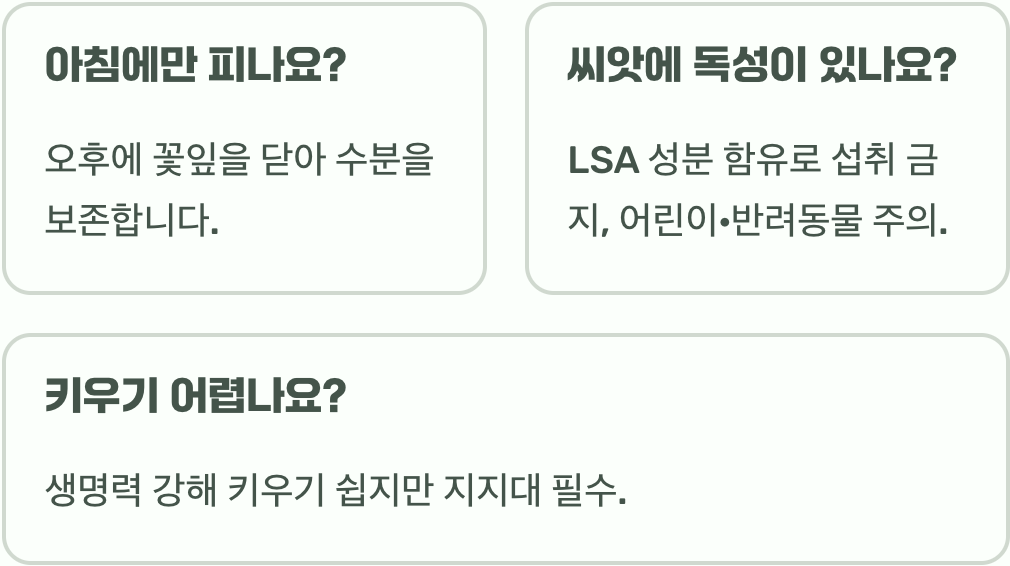 나팔꽃 꽃말과 색상별 숨겨진 의미