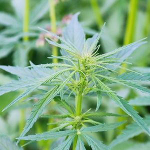 대마 관련주 대장주 TOP10 : 의료용