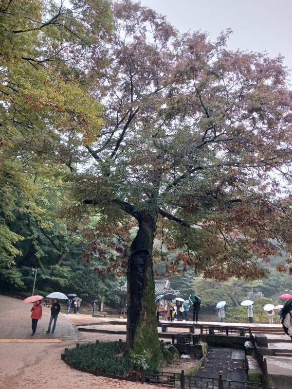 후원 느티나무
