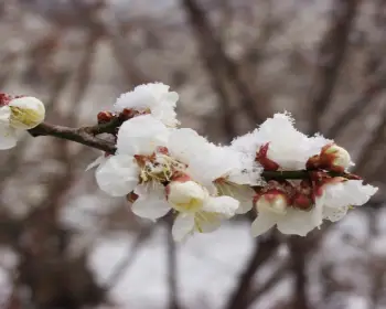 광양 매화축제_5