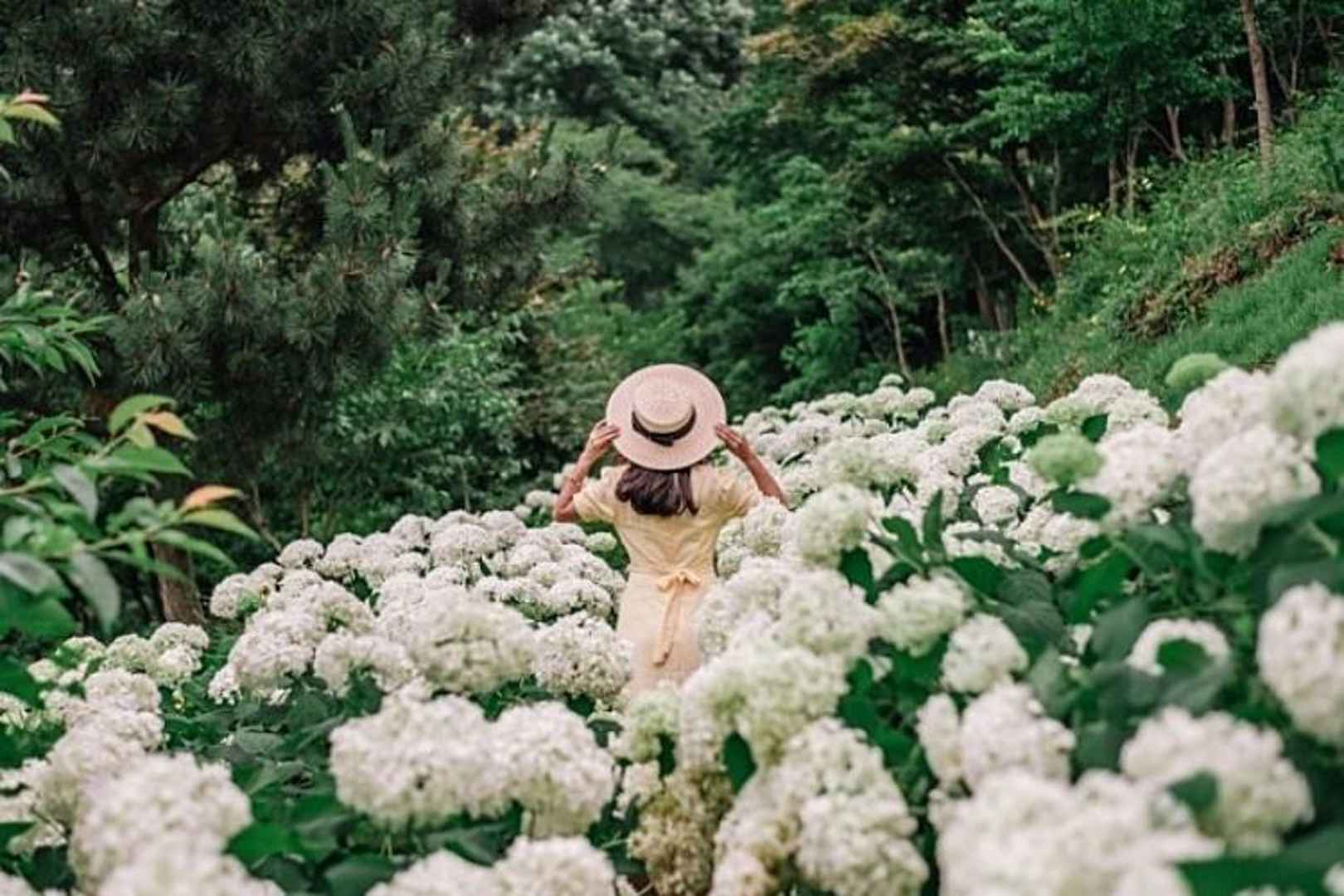 삼선산수목원 수국명소