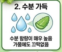 돌나물 효능