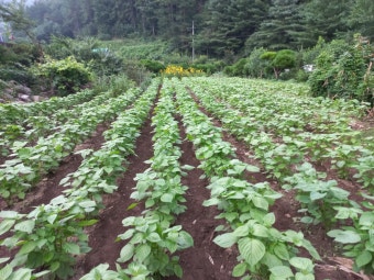물주기와 웃거름 주기