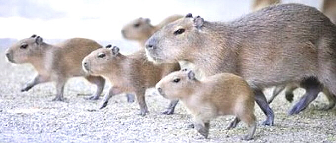 카피바라 가족모임