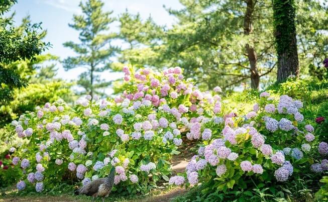 6월 제주도 가볼만한 곳