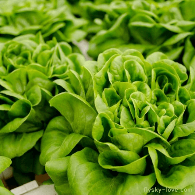 버터헤드레터스 효능