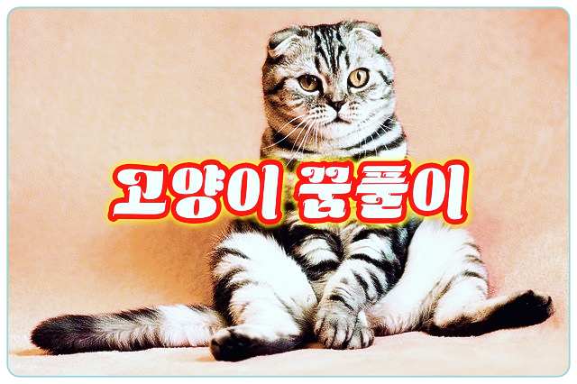 고양이꿈-해몽-풀이-cat