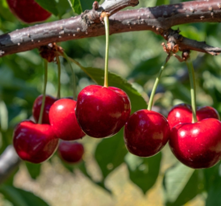 나뭇가지에 매달려 있는 타트체리 열매 사진입니다.