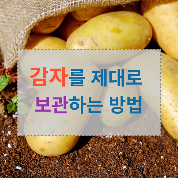 감자보관법 썸네일