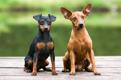 색이 다른 미니어처 핀셔.